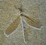Stenophlebia latreillei